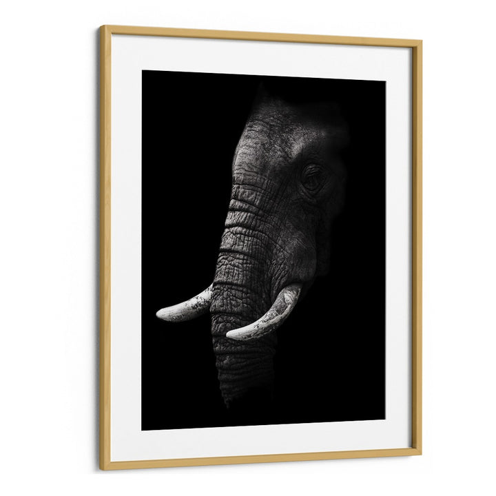 PORTRAIT OF A ELEPHANT