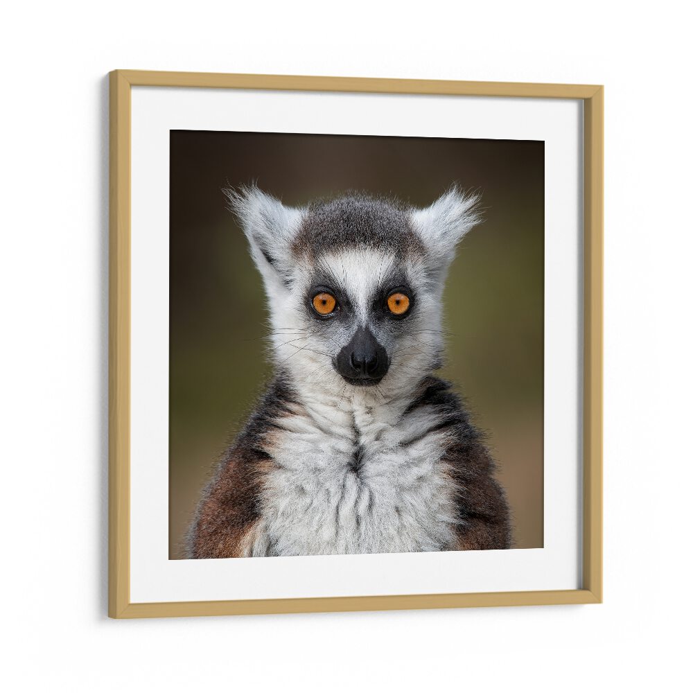 chre painting - MAKI CATTA- LEMUR CATTA by Asianmonk