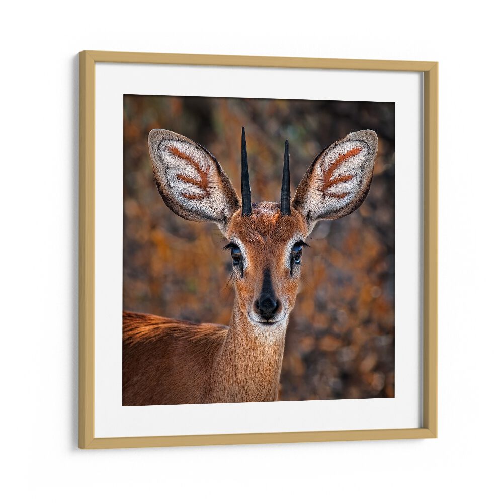 chre painting - STEENBOK by Asianmonk