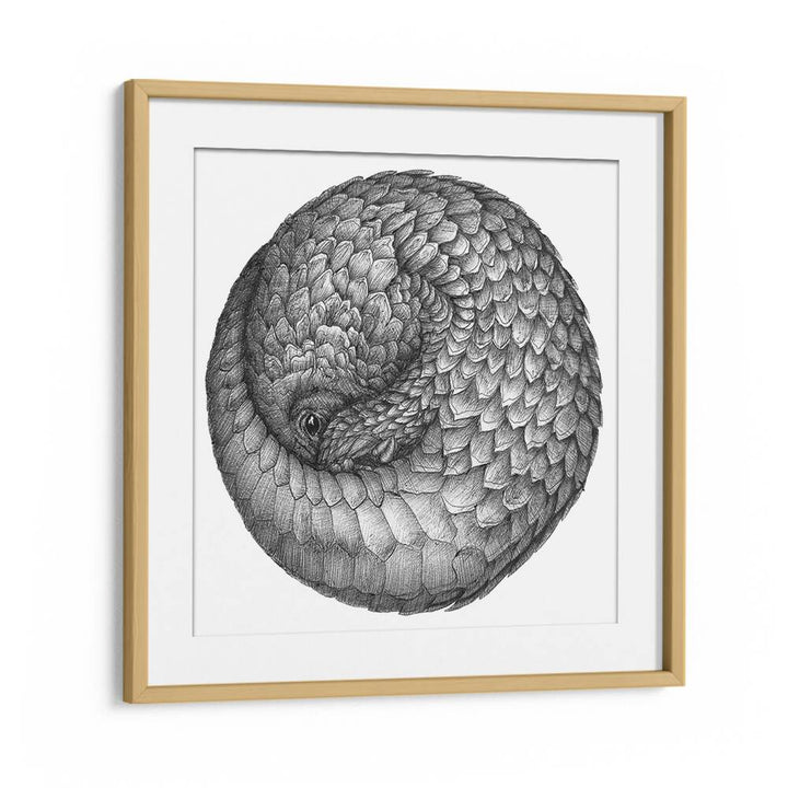 pangolin ball original Wildlife paintings in Oak Wood Frame With Mount