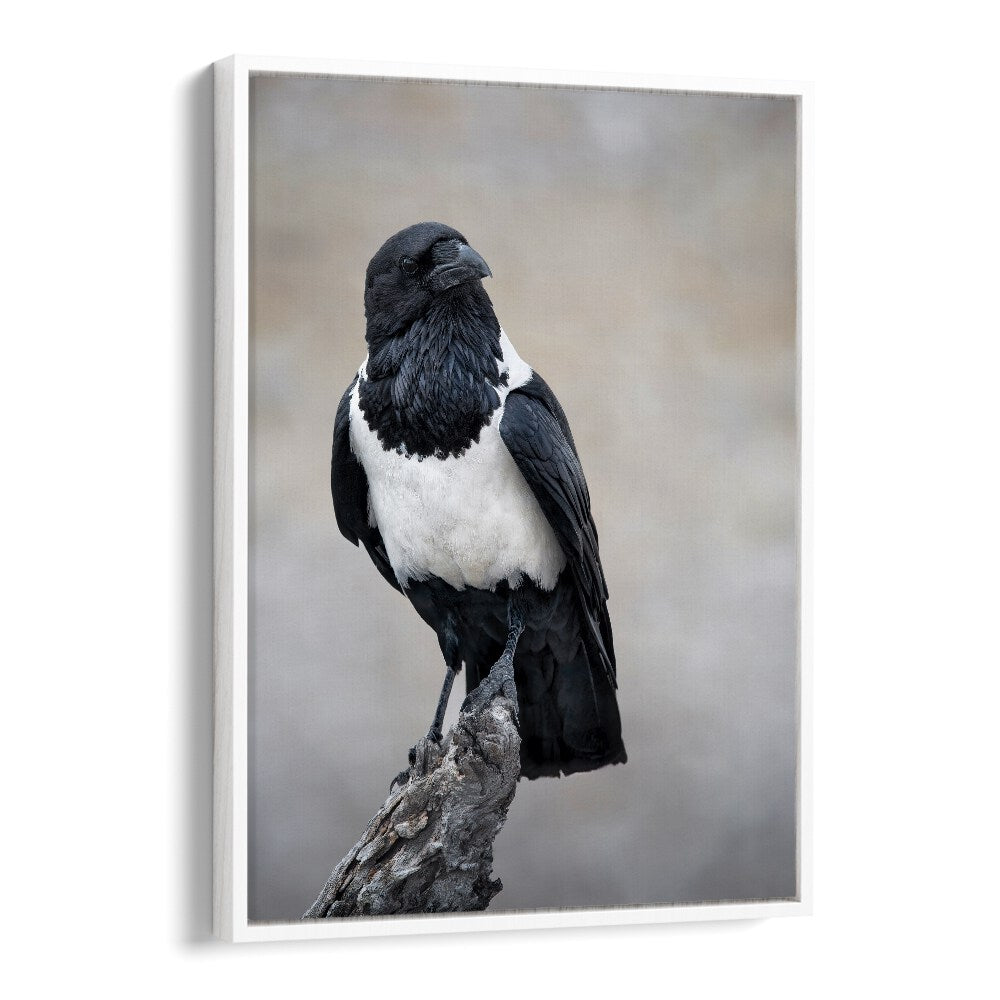 Christian Meermann painting - AFRICAN PIED CROW PORTRAIT by Asianmonk