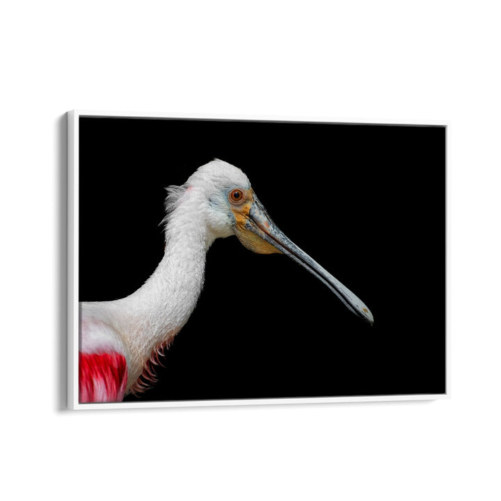 PHOTOGRAPHY painting - AFRICAN SPOONBILL - PLATALEA ALBA by Asianmonk