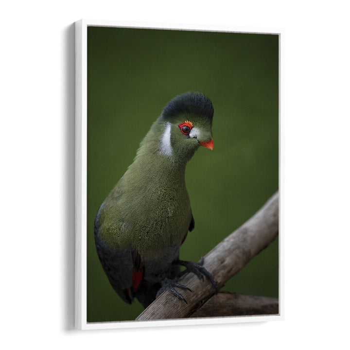 Christian Meermann painting - WHITE-CHEEKED TURACO by Asianmonk