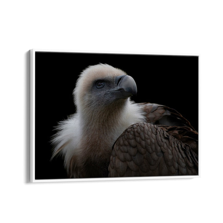 PHOTOGRAPHY painting - GYPS FULVUS - GRIFFON VULTURE by Asianmonk