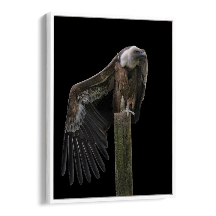 Christian Meermann painting - PROFIL - GRIFFON VULTURE by Asianmonk