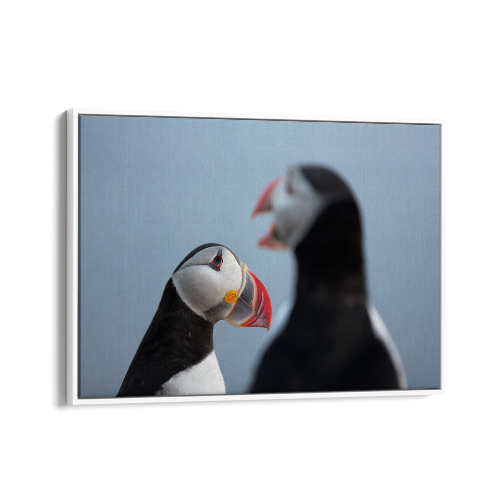 PHOTOGRAPHY painting - PUFFIN TALK by Asianmonk