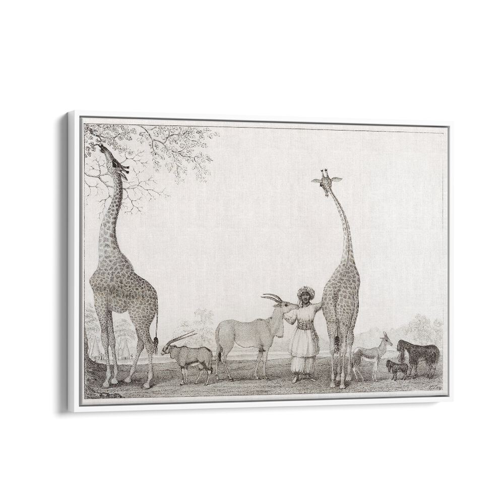 CLAYTON MAJESTIC GIRAFFES ZOOLOGY 1838