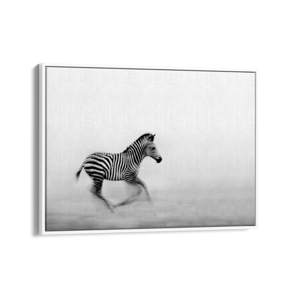 PHOTOGRAPHY painting - ZEBRA RUN by Asianmonk