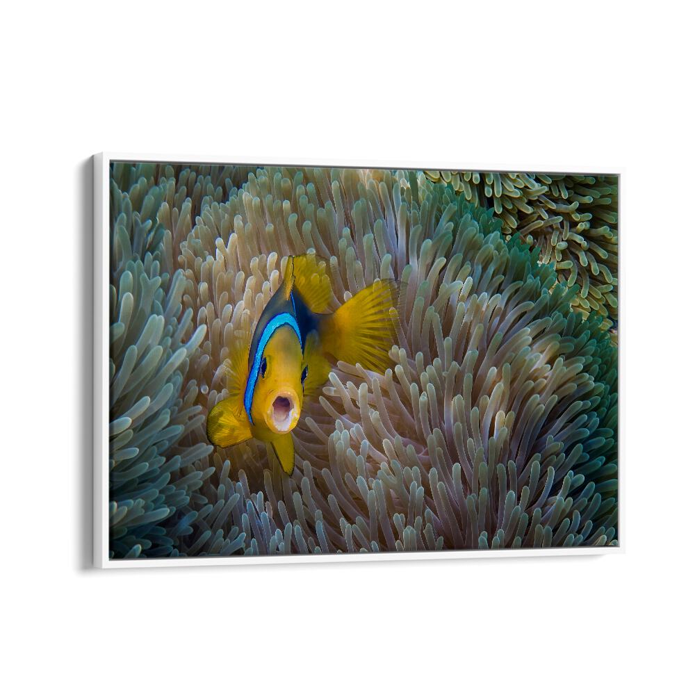 PHOTOGRAPHY painting - NEMO - AMPHIPRION BICINCTUS by Asianmonk