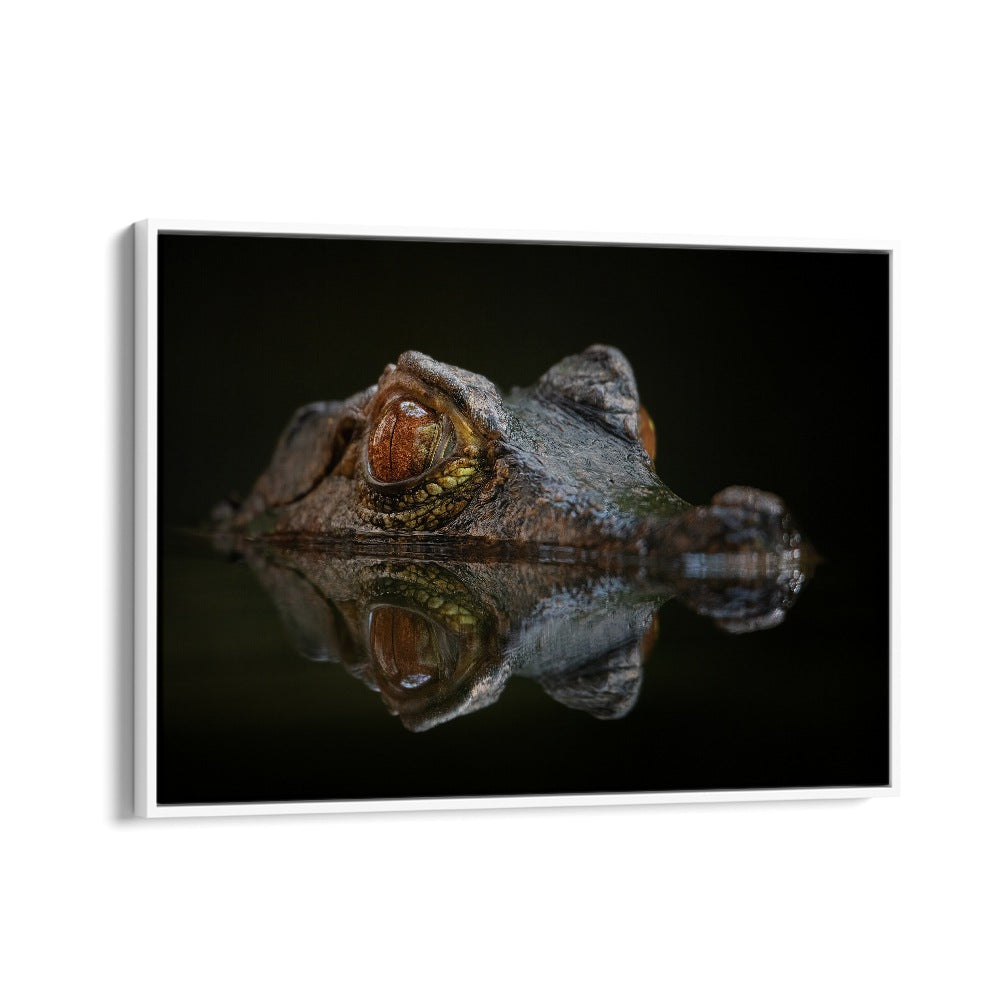 PHOTOGRAPHY painting - CUVIER'S DWARF CAIMAN - PALEOSUCHUS PALPEBROSUS by Asianmonk