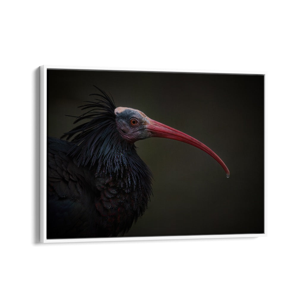 PHOTOGRAPHY painting - NORTHERN BALD IBIS - GERONTICUS EREMITA by Asianmonk