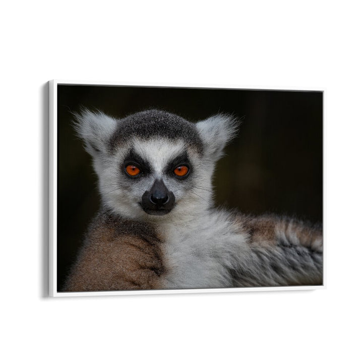 PHOTOGRAPHY painting - STRIKE A POSE - MAKI CATTA - LEMUR CATTA by Asianmonk