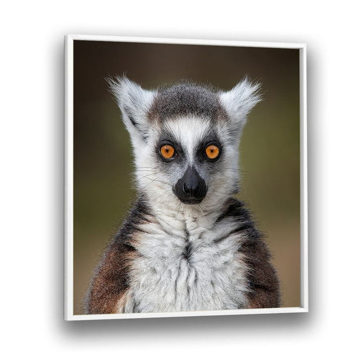 chre painting - MAKI CATTA- LEMUR CATTA by Asianmonk