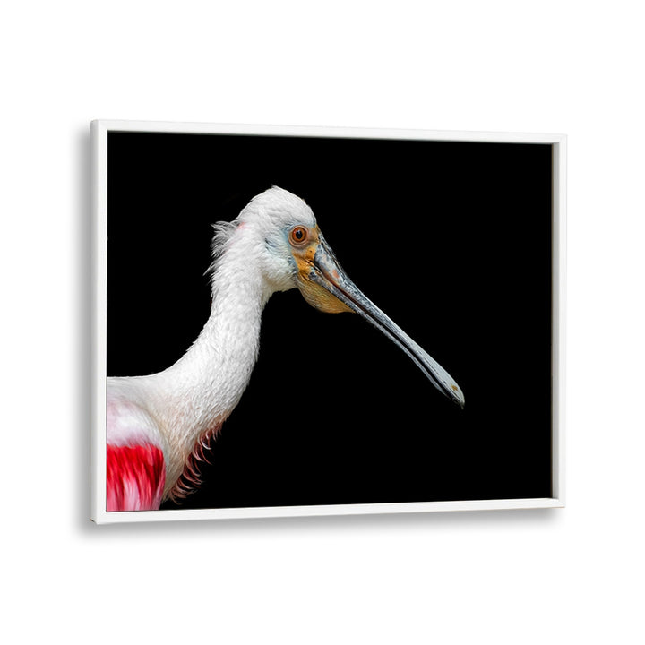 PHOTOGRAPHY painting - AFRICAN SPOONBILL - PLATALEA ALBA by Asianmonk