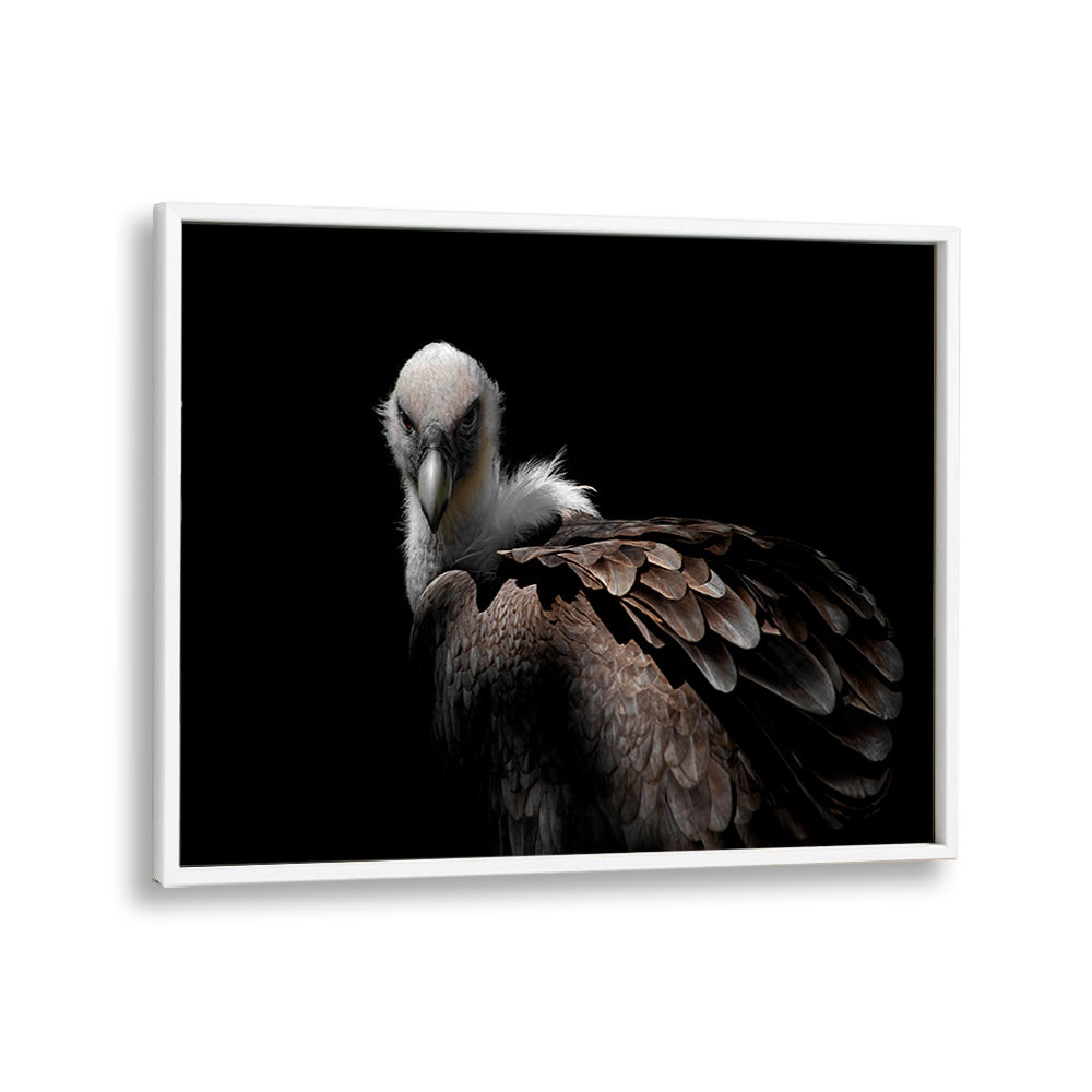 PHOTOGRAPHY painting - GRIFFON VULTURE II by Asianmonk