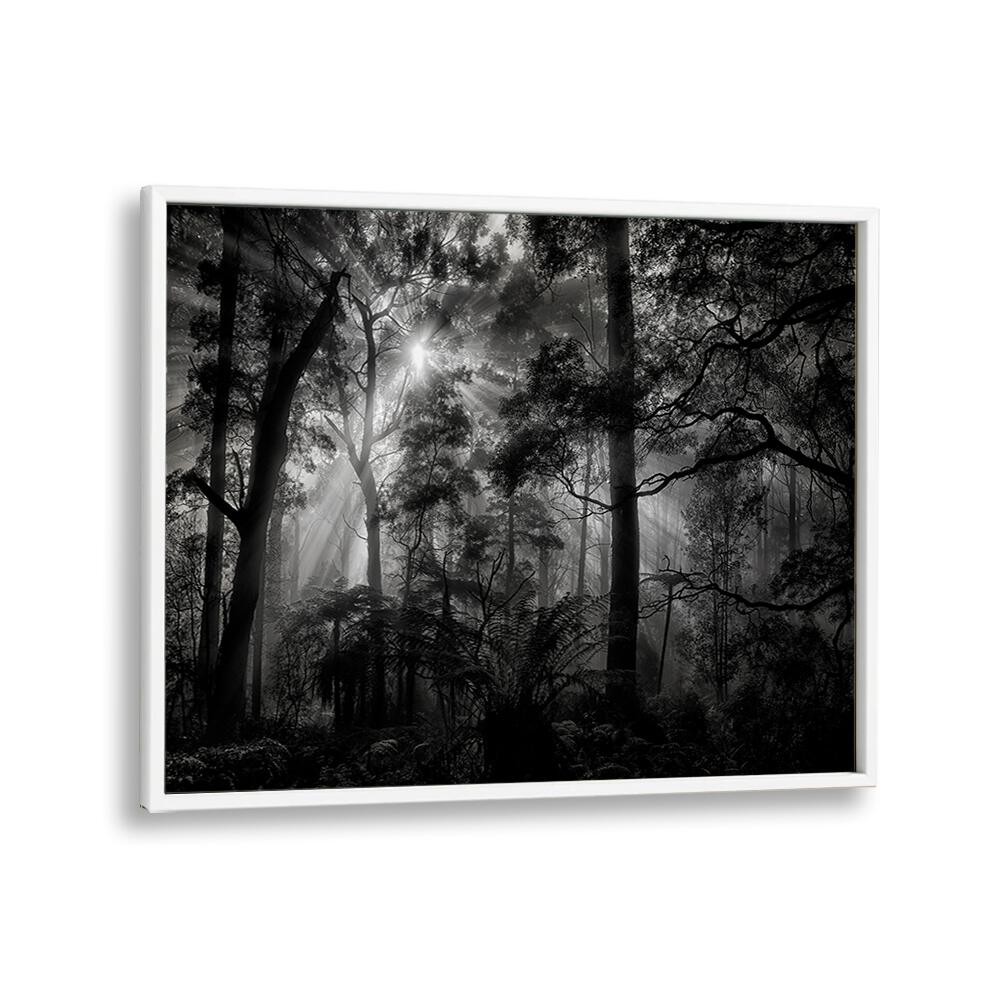 PHOTOGRAPHY painting - PRIMARY FOREST by Asianmonk