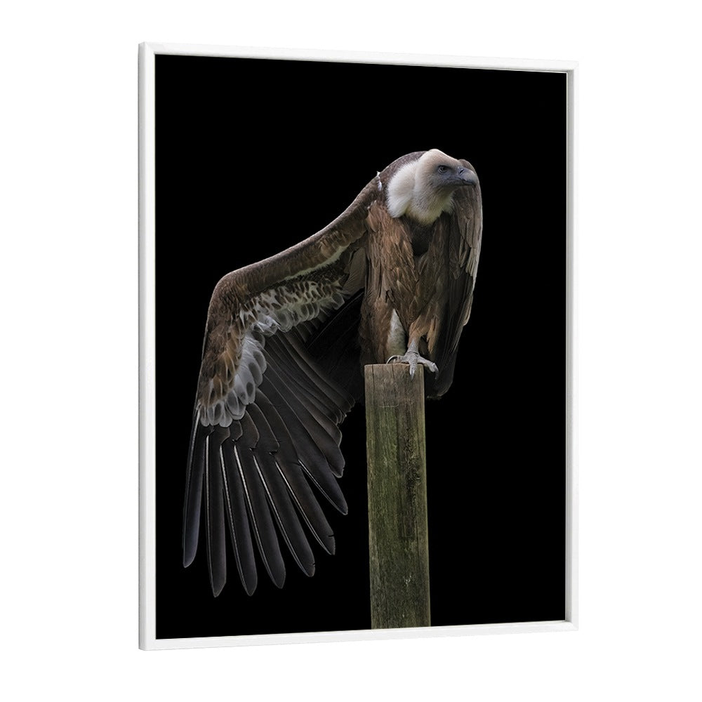 Christian Meermann painting - PROFIL - GRIFFON VULTURE by Asianmonk