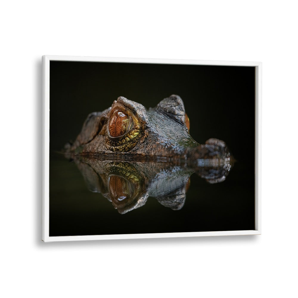 PHOTOGRAPHY painting - CUVIER'S DWARF CAIMAN - PALEOSUCHUS PALPEBROSUS by Asianmonk