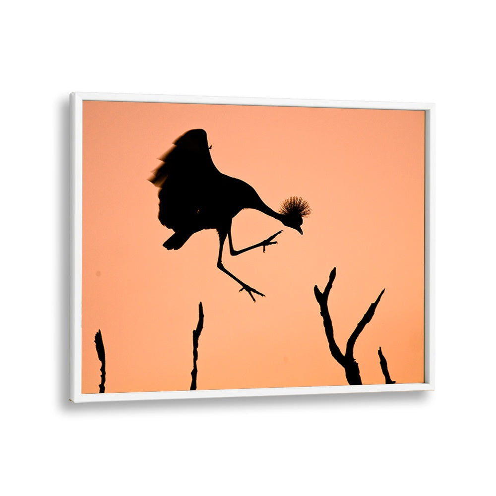 PHOTOGRAPHY painting - Mr. CROWNED CRANE A.K.A TWINKLE TOES by Asianmonk