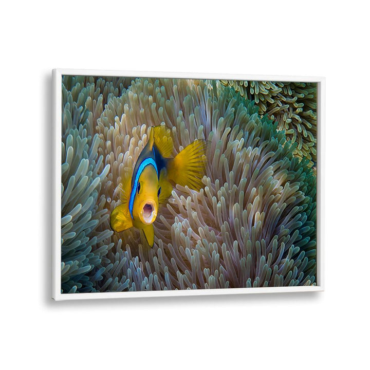 PHOTOGRAPHY painting - NEMO - AMPHIPRION BICINCTUS by Asianmonk