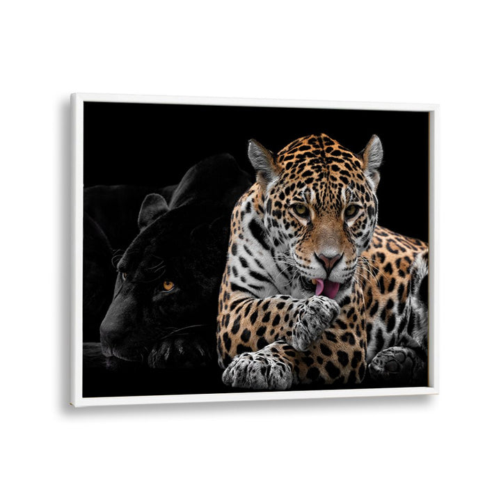 PHOTOGRAPHY painting - MR AND MRS JAGUAR - PANTHERA ONCA by Asianmonk