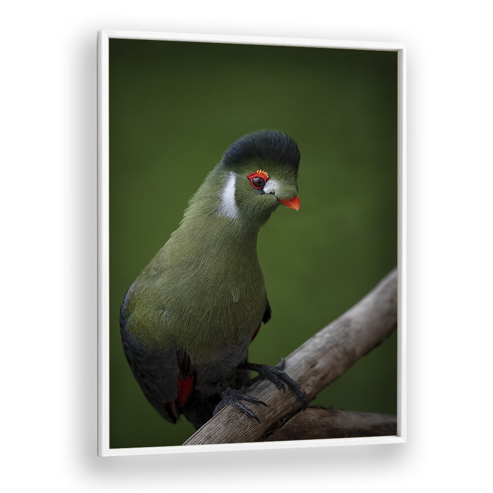 Christian Meermann painting - WHITE-CHEEKED TURACO by Asianmonk