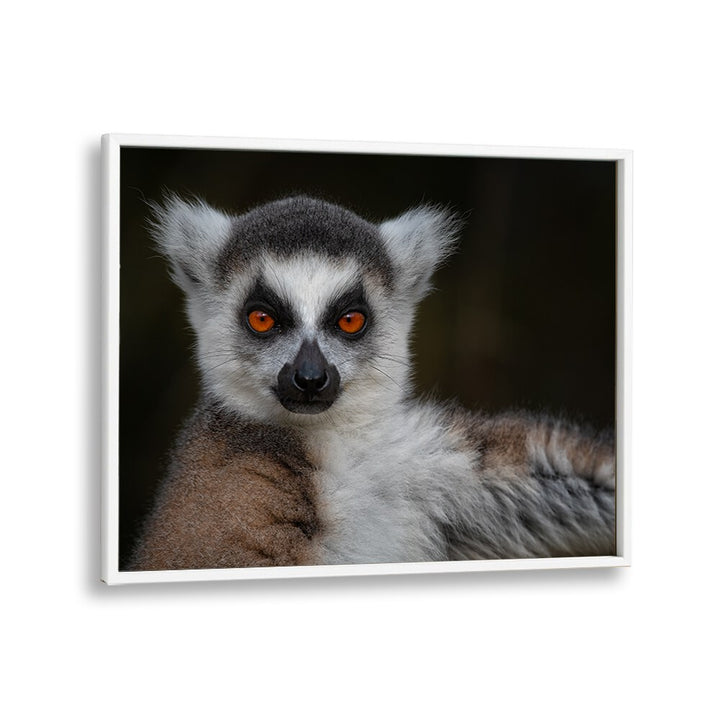 PHOTOGRAPHY painting - STRIKE A POSE - MAKI CATTA - LEMUR CATTA by Asianmonk