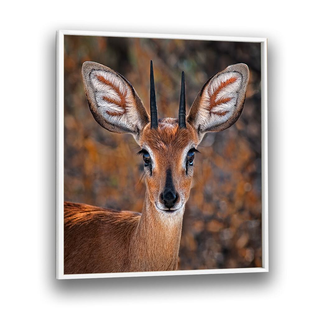 chre painting - STEENBOK by Asianmonk