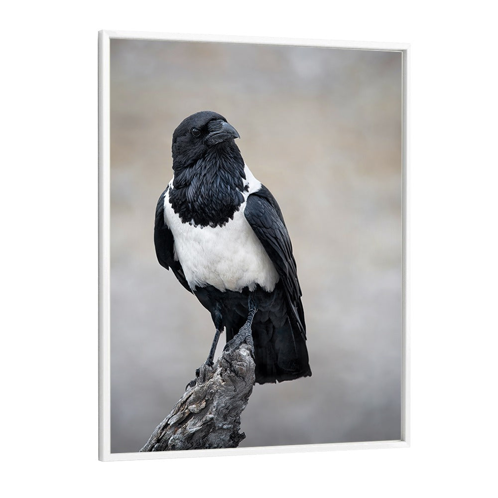 Christian Meermann painting - AFRICAN PIED CROW PORTRAIT by Asianmonk