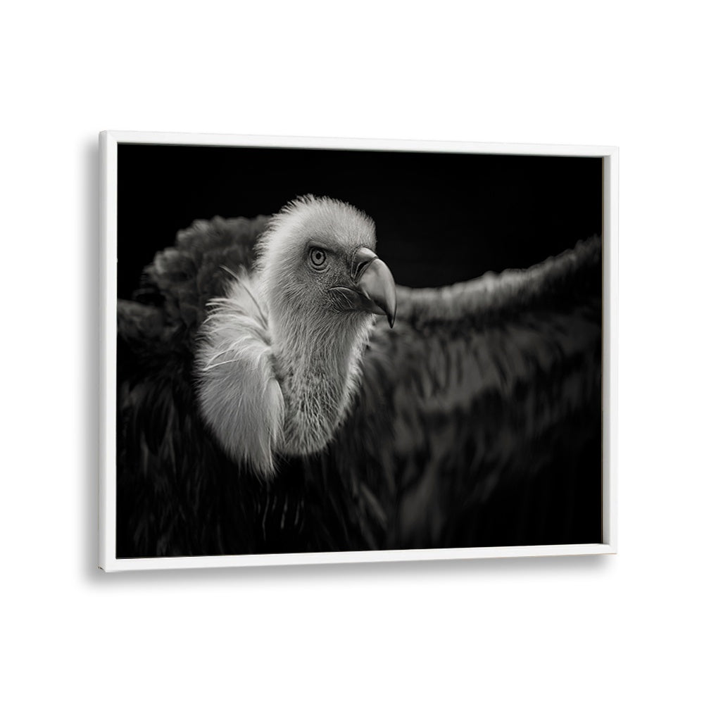 PHOTOGRAPHY painting - GRIFFON VULTURE by Asianmonk