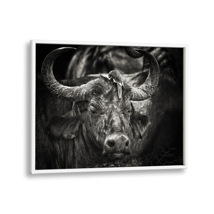 PHOTOGRAPHY painting - RED-BILLED OXPECKER AND THE BUFFALO by Asianmonk