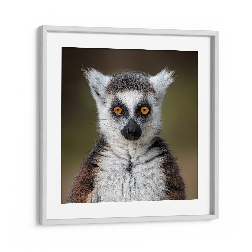 chre painting - MAKI CATTA- LEMUR CATTA by Asianmonk