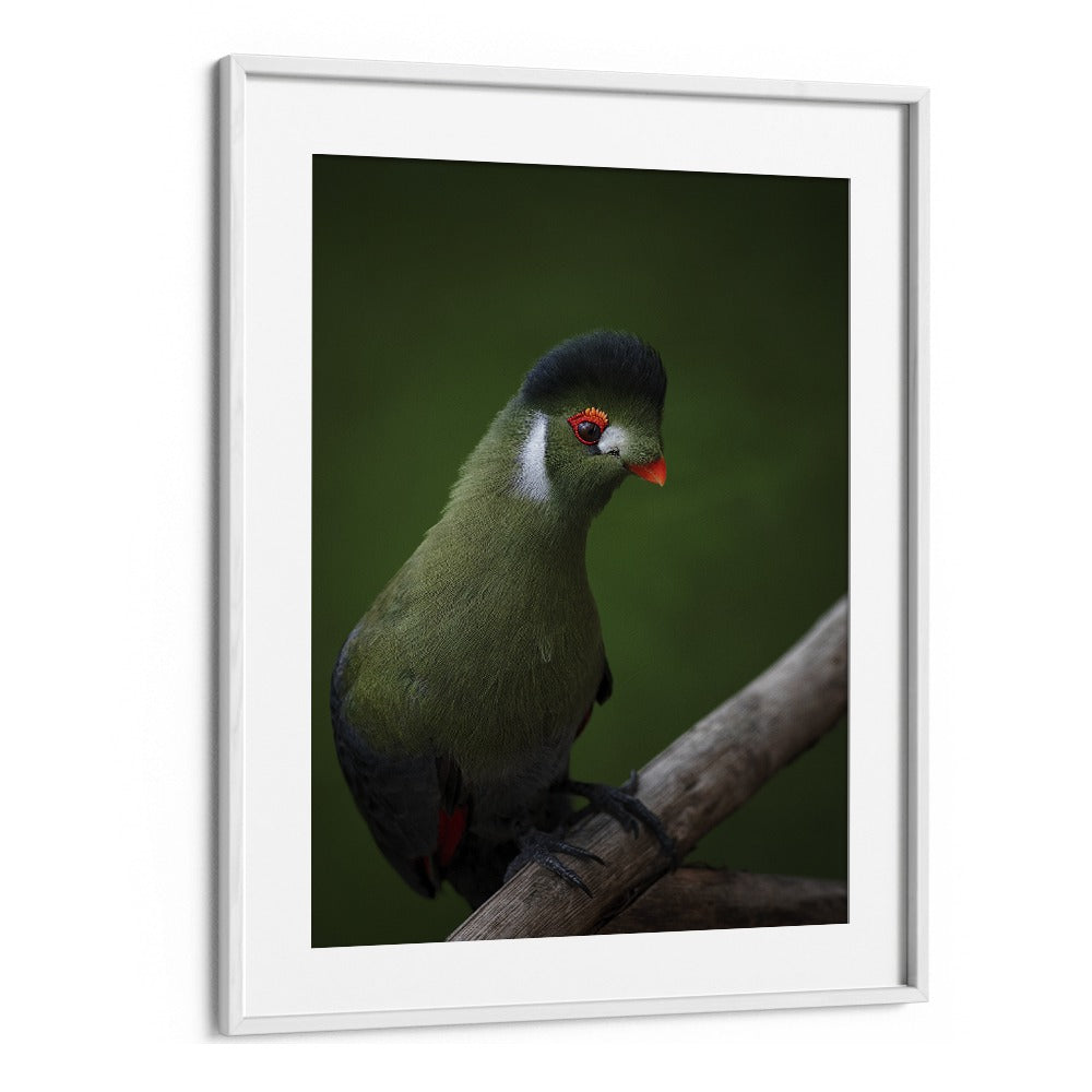 Christian Meermann painting - WHITE-CHEEKED TURACO by Asianmonk