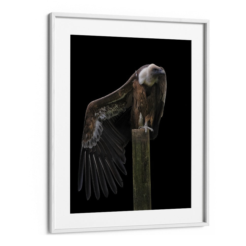 Christian Meermann painting - PROFIL - GRIFFON VULTURE by Asianmonk